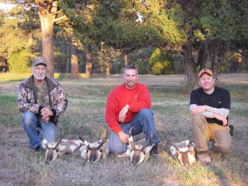 American pronghorn buck