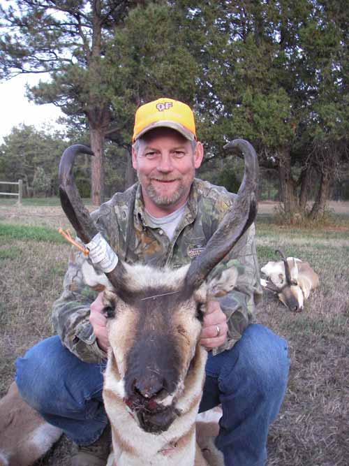 American pronghorn buck