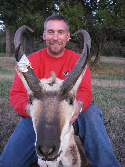 American pronghorn buck