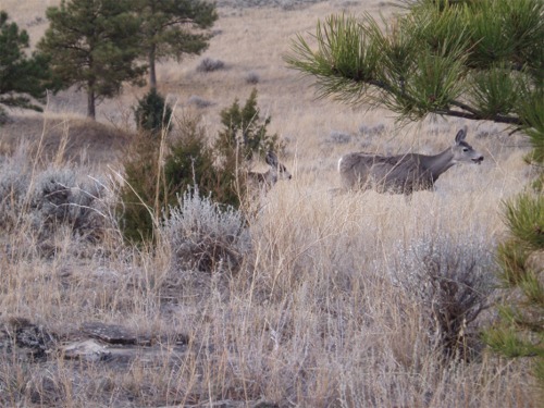 Muledeer doe/fawn