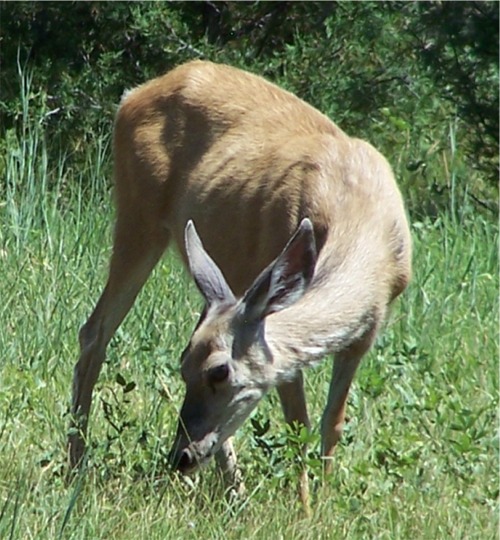 Muledeer doe