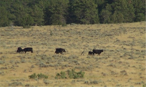 Sage, greasewood, cattle