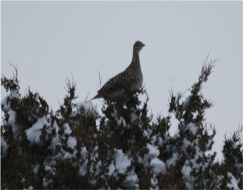 Sharptail grouse